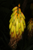 Aloe striatula RCP7-2015 (150).JPG